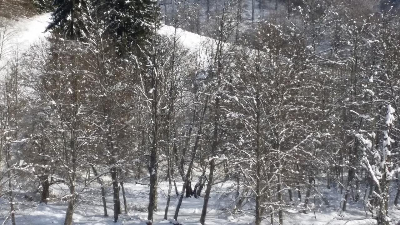 Berevoesti Cabana Barlogul Lupilor 빌라 외부 사진